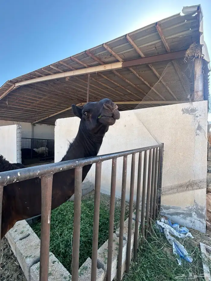 قعود مجهم 3