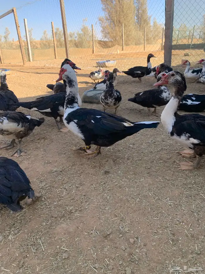 حمام بط دجاج و وز 5