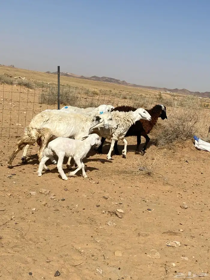 شياه دفيع على السونار وحده منهن والد 0
