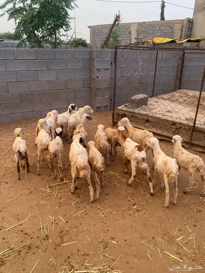 للبيع فران ورخيل تربيه 2