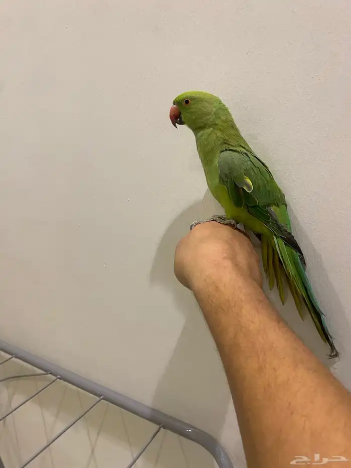 دره هندية للبيع ذكر 0