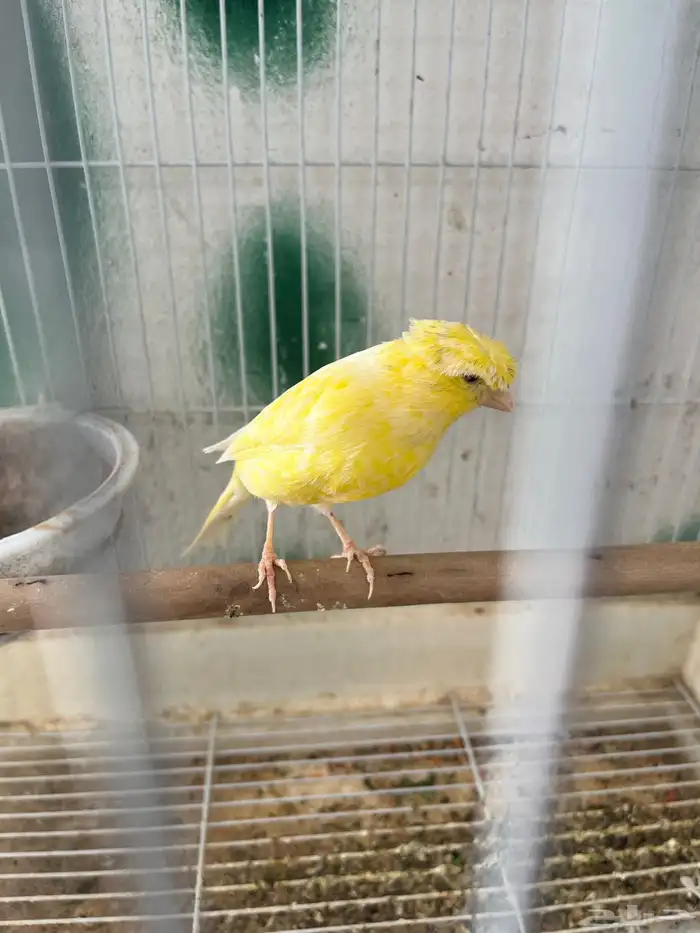 جوز كناري تحته ثلاث بيضات 4