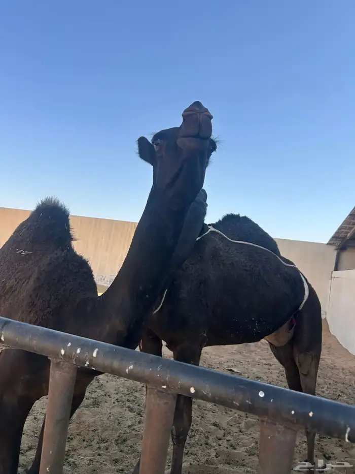 قعود مجهم 9