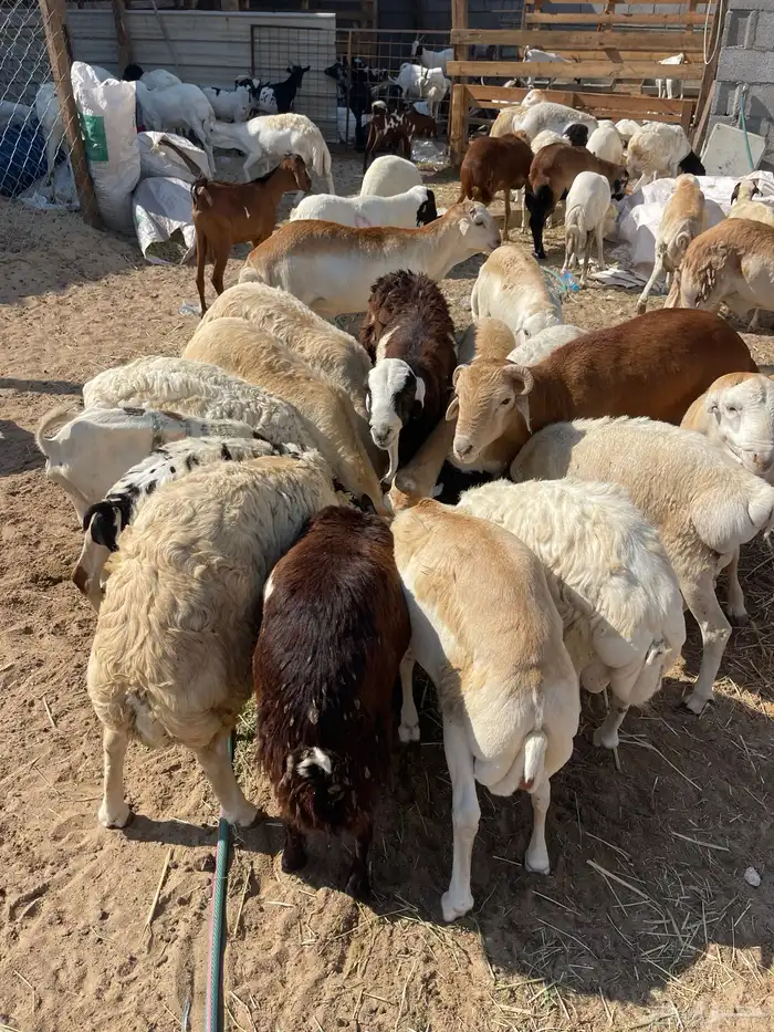 رفيدي ذبايح سمان فل 0