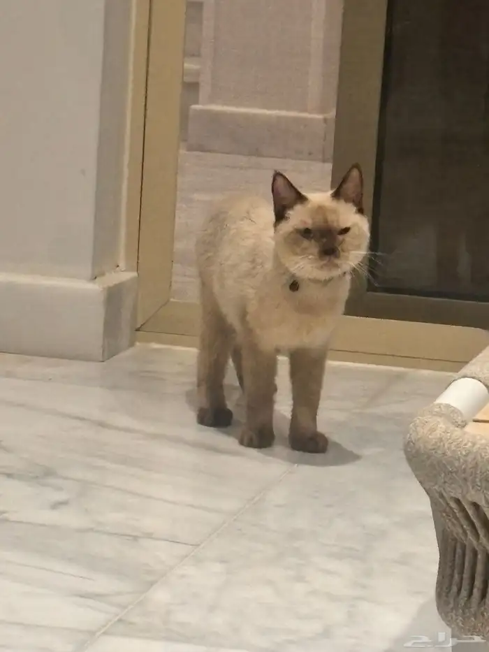 قطوه سيامي تبني 3