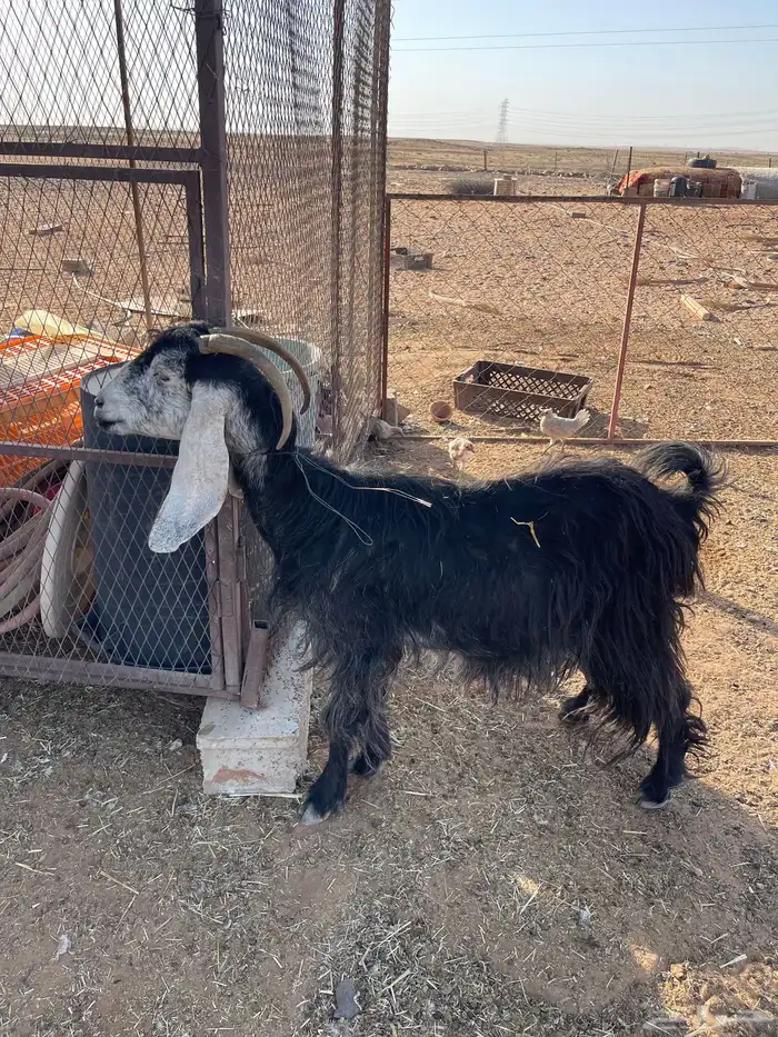 للبيع عنز 1