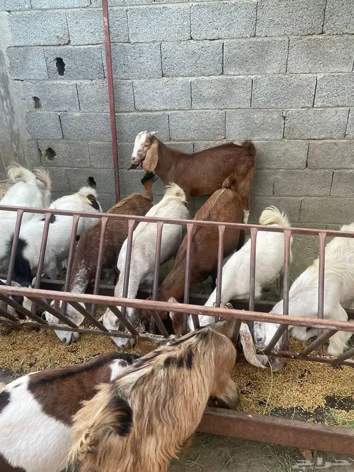 جفار وتيوس 2