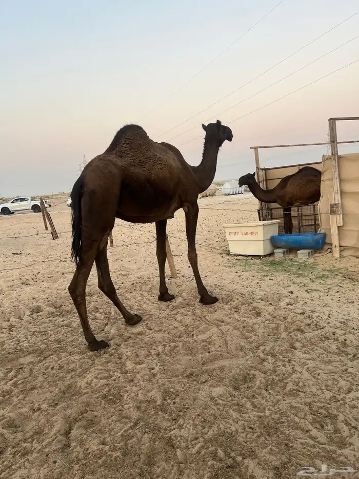 مجهم ضروبة كفو 0
