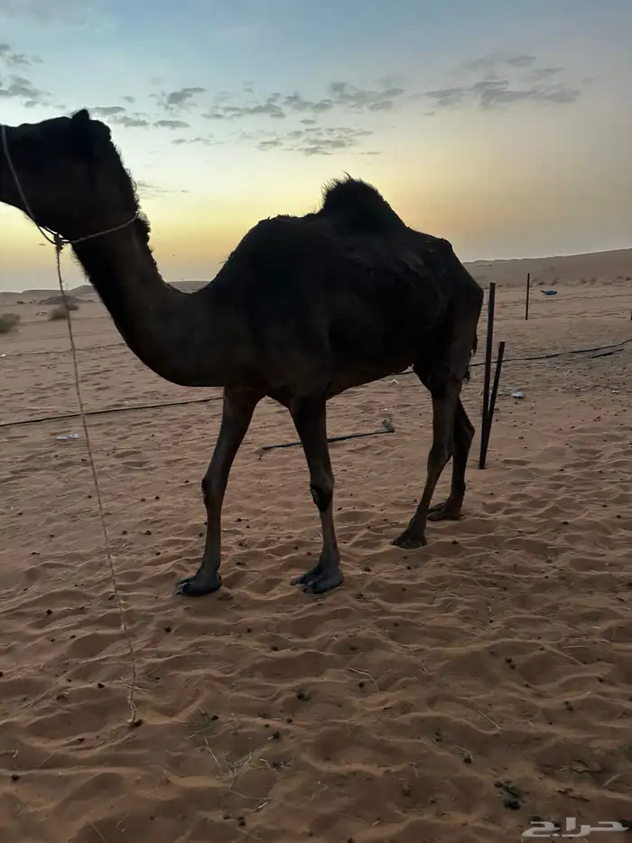 حايل للبيع 2