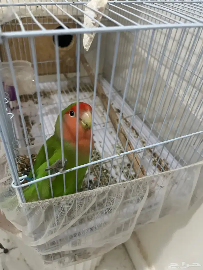 أنثى منتجع شرطة 0