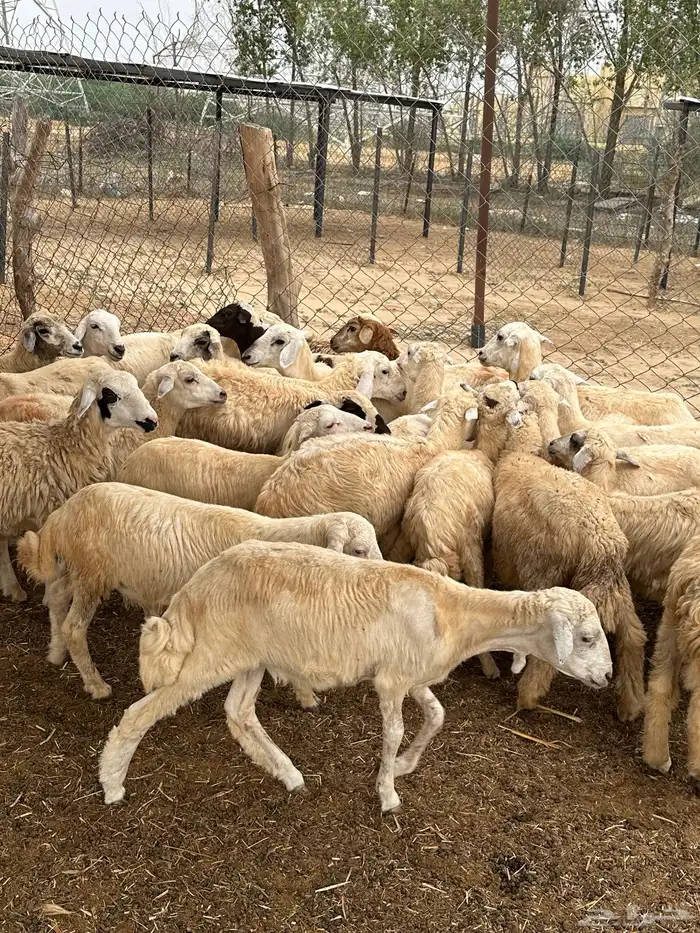 رخال مهجنات حري 0