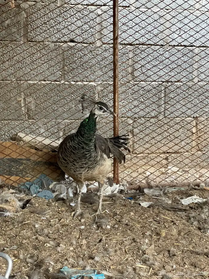انثى طاؤوس طيور 2