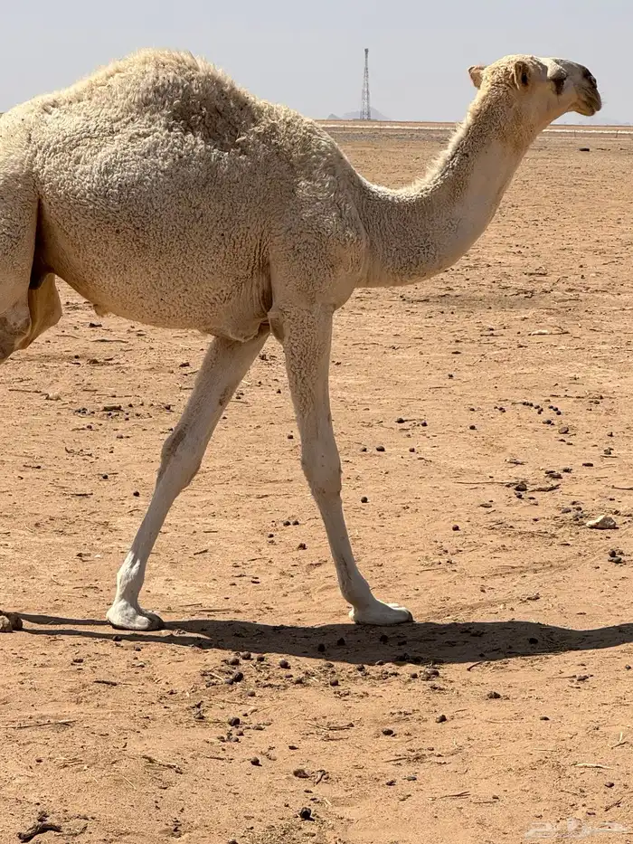 قعود طيب للبيع 2
