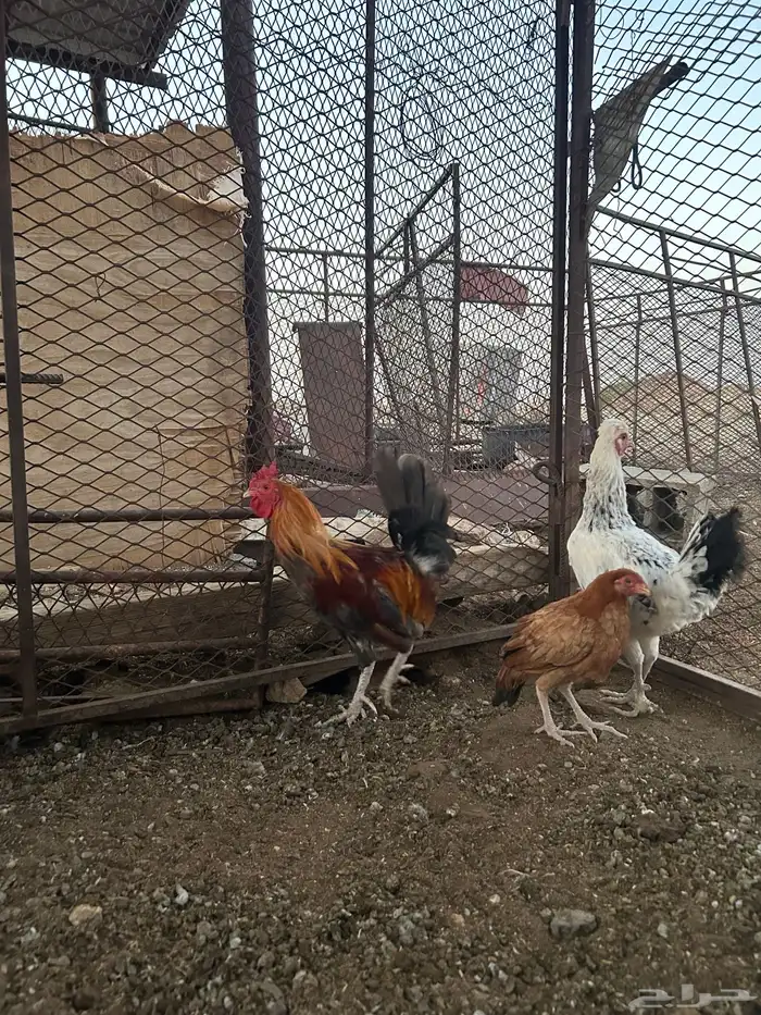 دجاج للبيع بلدي وديوك براهما 3