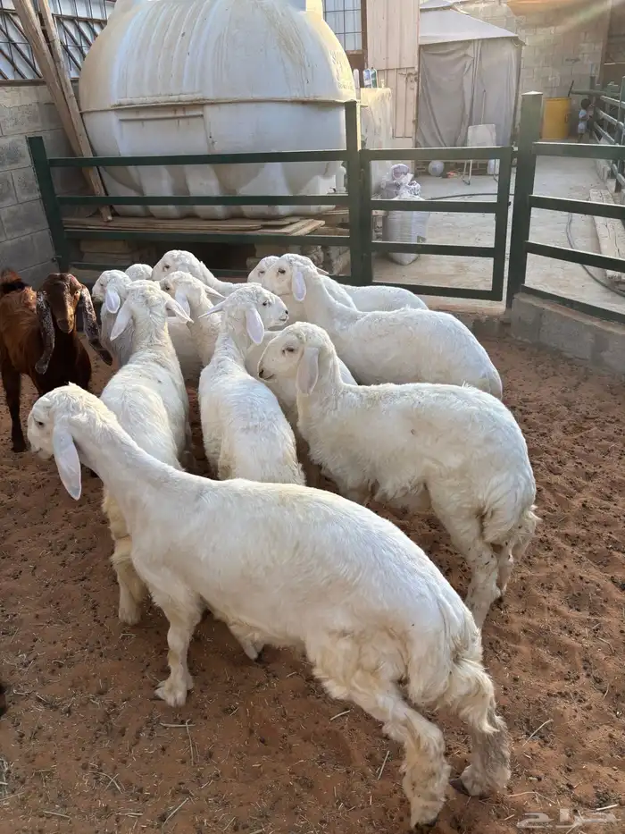 ذبايح بريه جايه من خارج الرياض 2