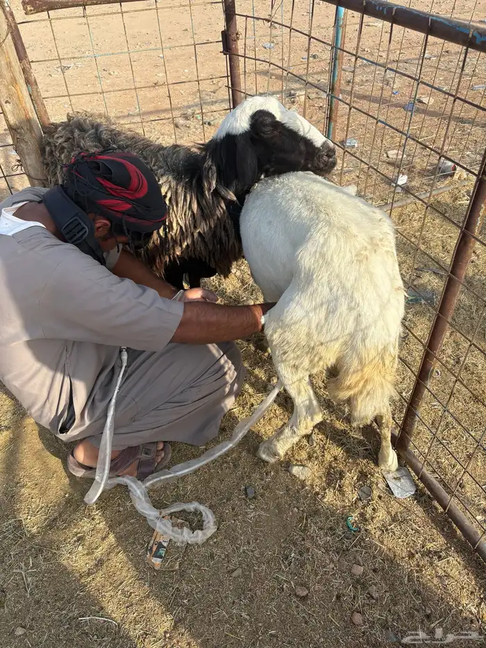 غنم دفيع شرط تم البيع 2