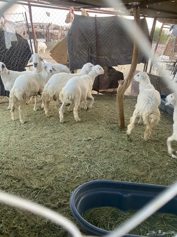 طليان حبصي العمر 6 شهور وفيها 7 شهور 12