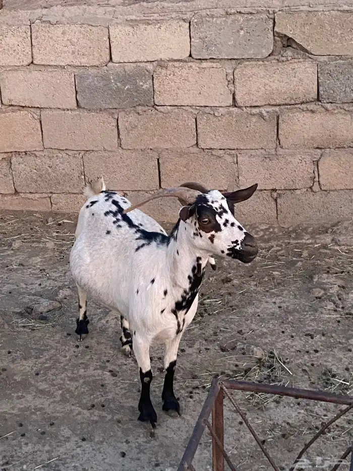 عنز حايل وتيس جذع 1