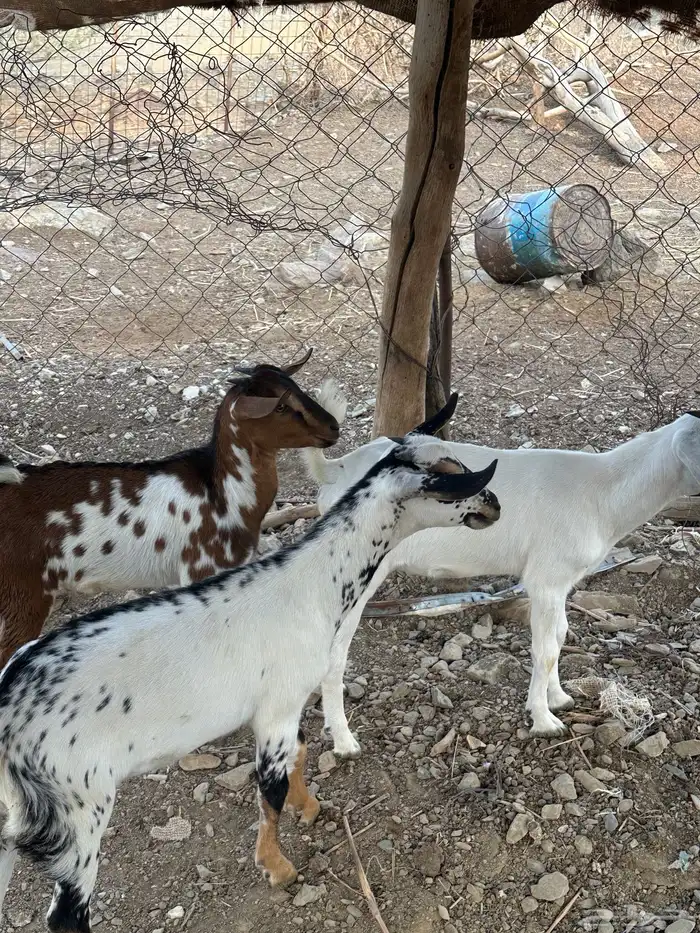 ذبايح للبيع 6