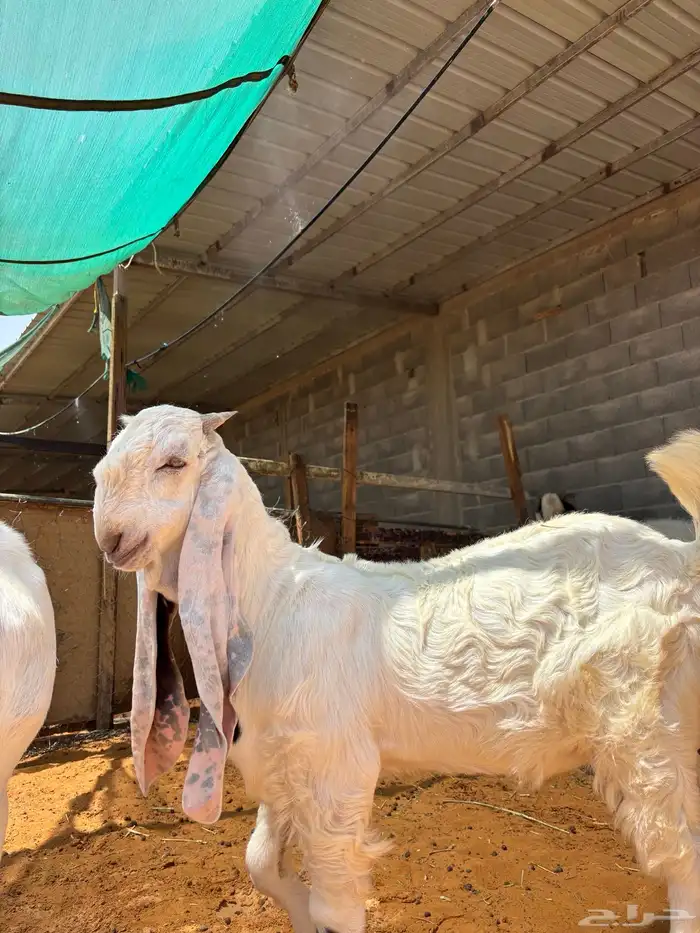 فحل مطور صنف خصم حار و مشروط و معها إنتاجه مشاريع صنف 8
