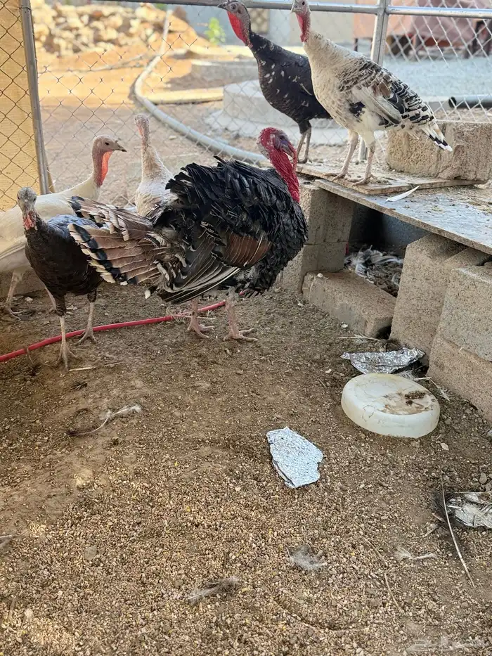 دجاج رومي للبيع 4