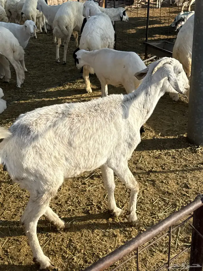 معزا 3 تعبانات كبار بس سنونها قويه ماتكسرت 2