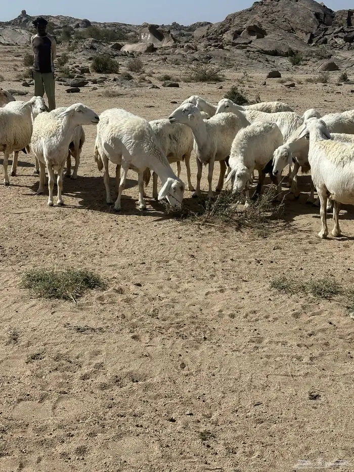 غنم مقاني من غنم شهران 12