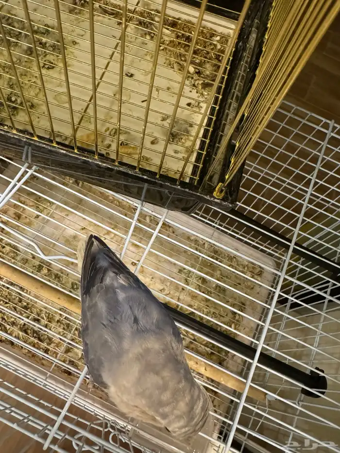 طيور روز اليفه 5