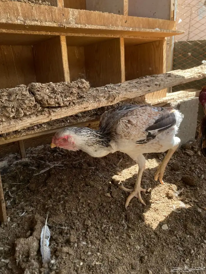جوز فارسي توب 2