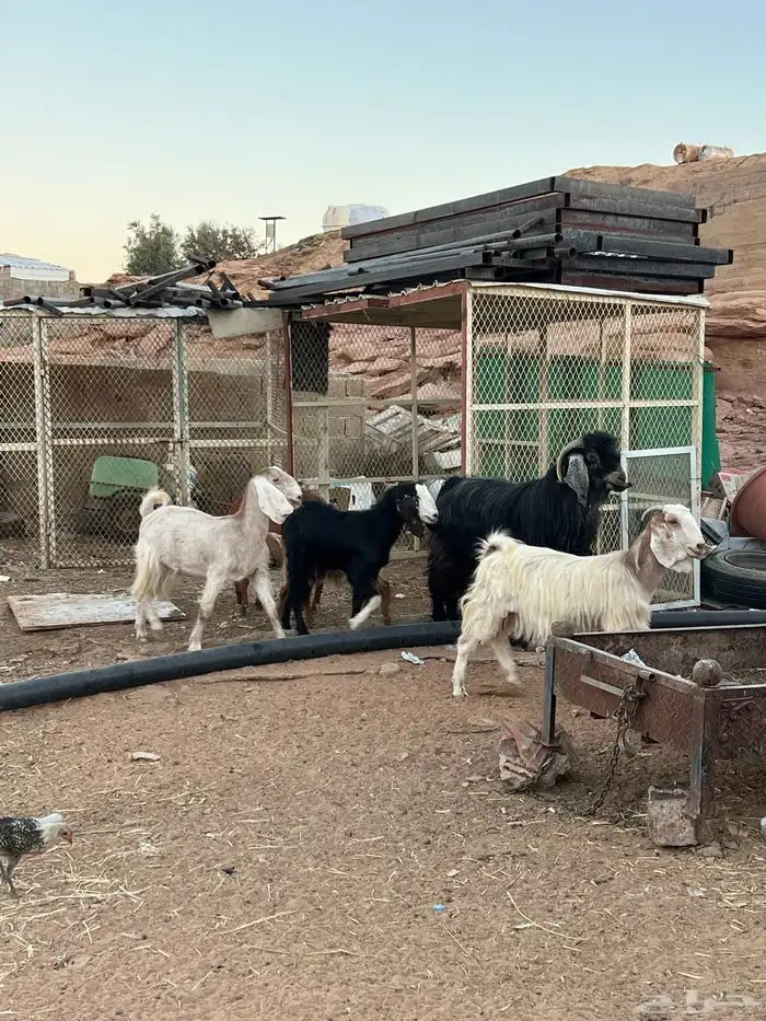 معزا مصريه وعوارض 0
