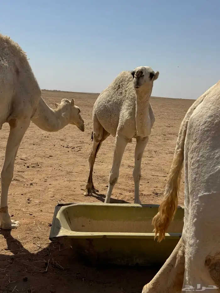 قعود طيب للبيع 5