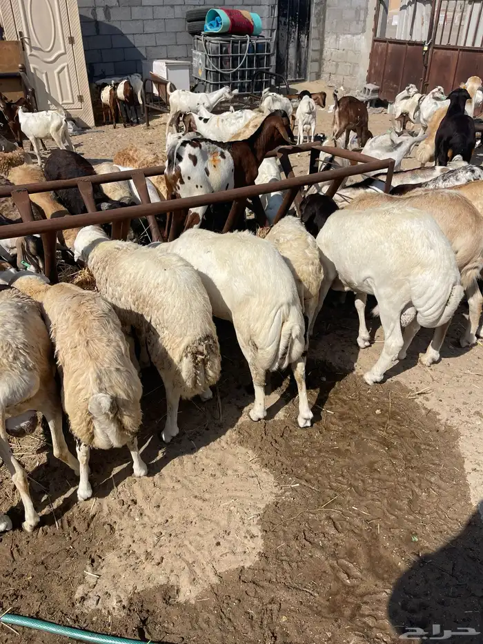 رفيدي ذبايح سمان فل 5