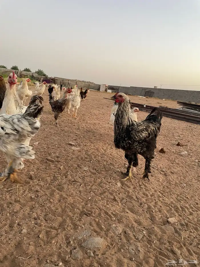دجاج براهما وعربي 3