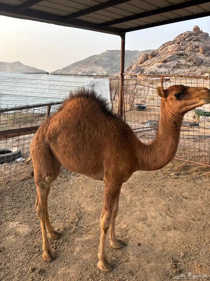 قعود 1