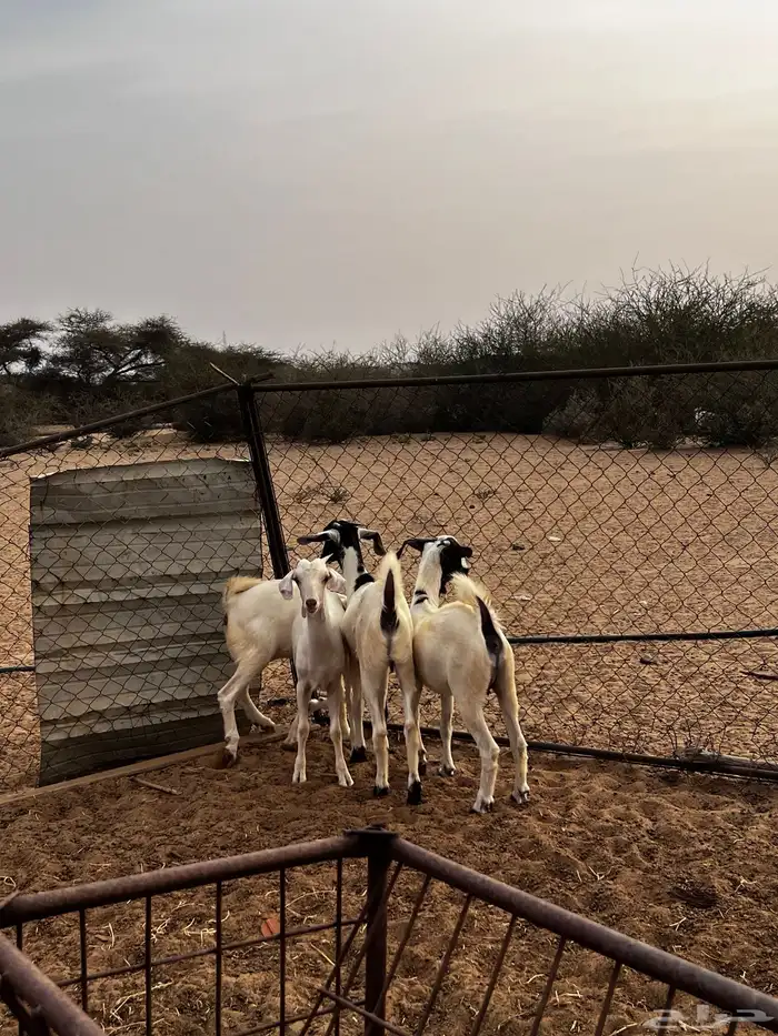 القنفذه قرية ام السلم 3