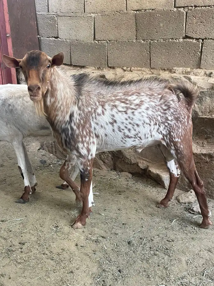 تيس فحل امرخ مشروط وانتاج 0