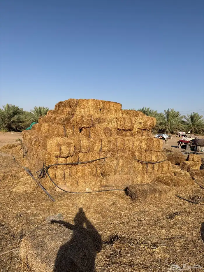 تبن قمح للبيع 1