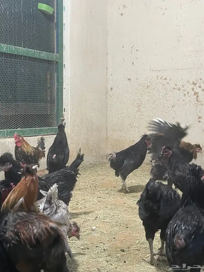 ديوك بلدي 0