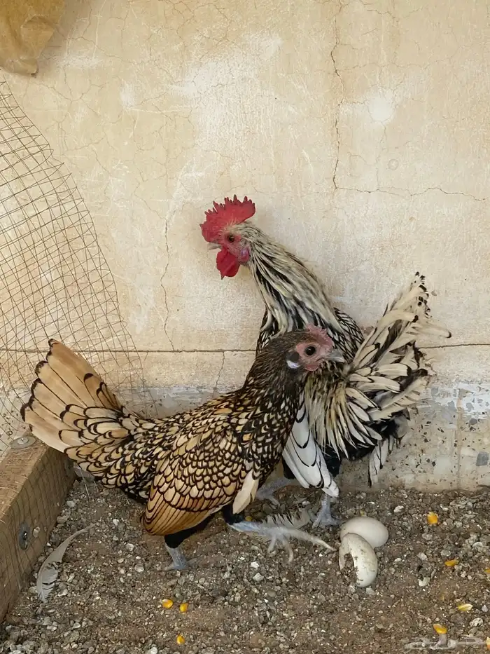 سبرايت بياض 2