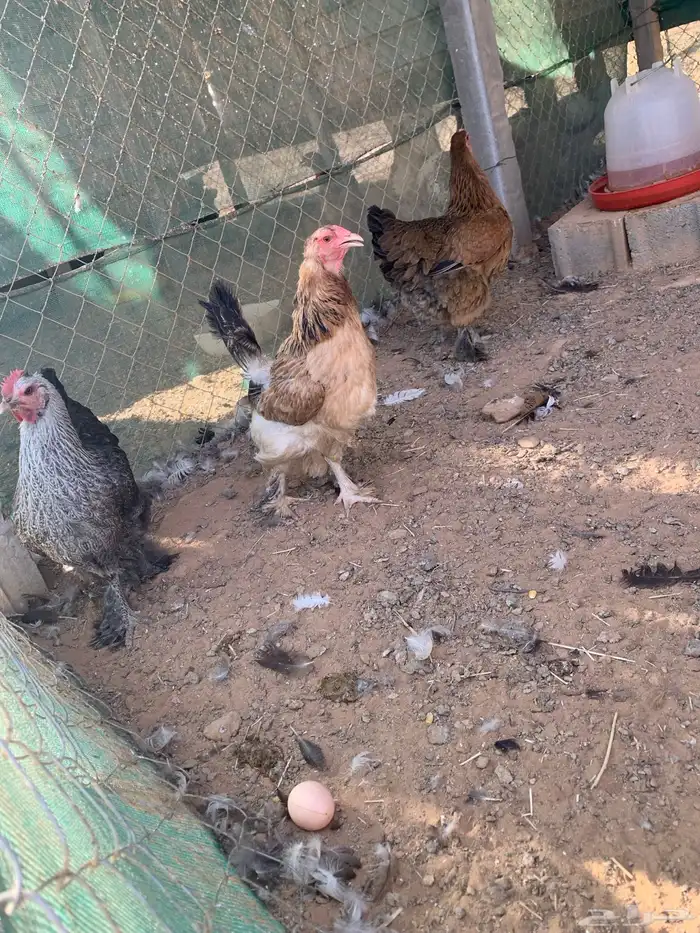 حمام بط دجاج و وز 2