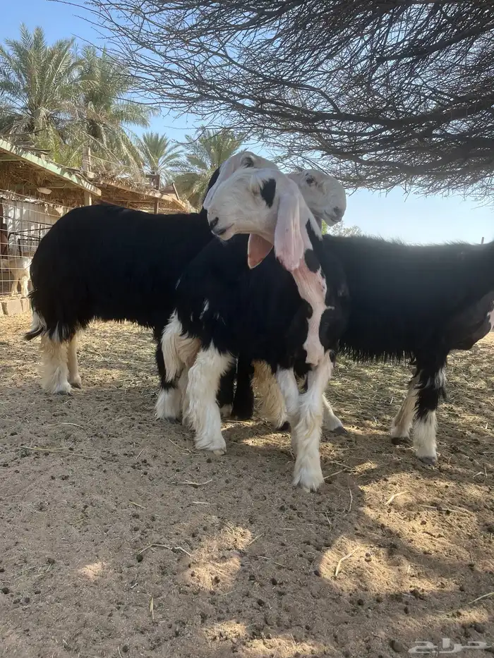 رخال نجد صنف 2