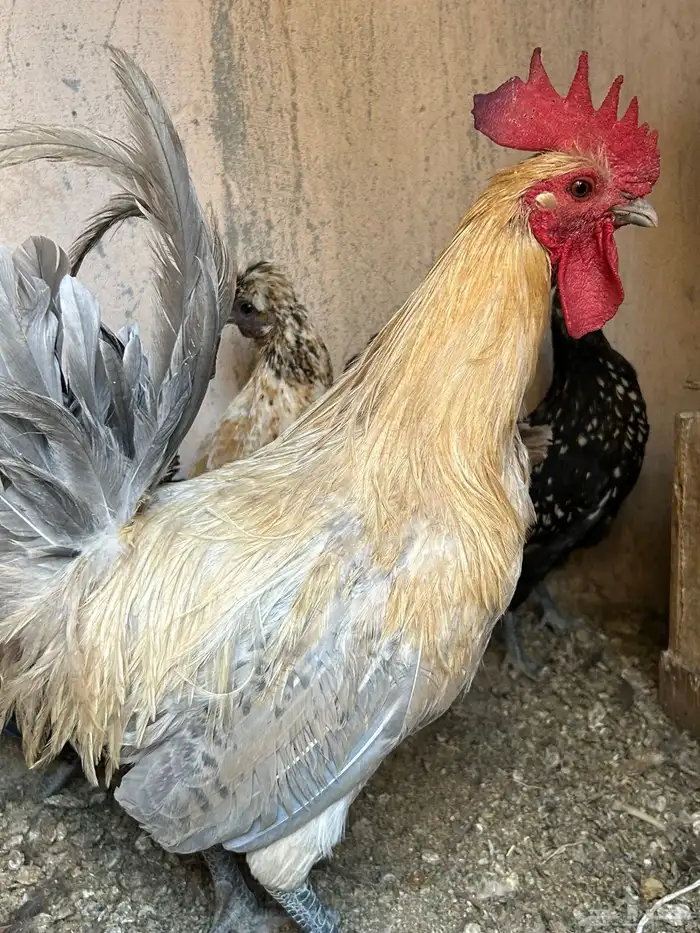 ديوك فيومي 1