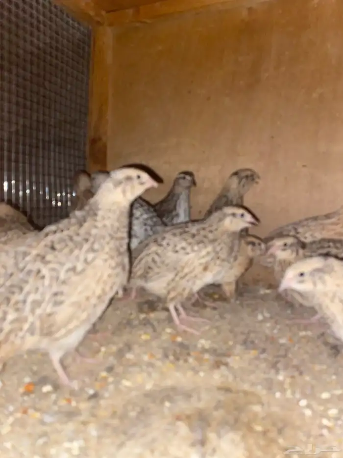 سمان 1