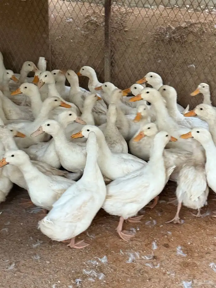 بط بكيني 1
