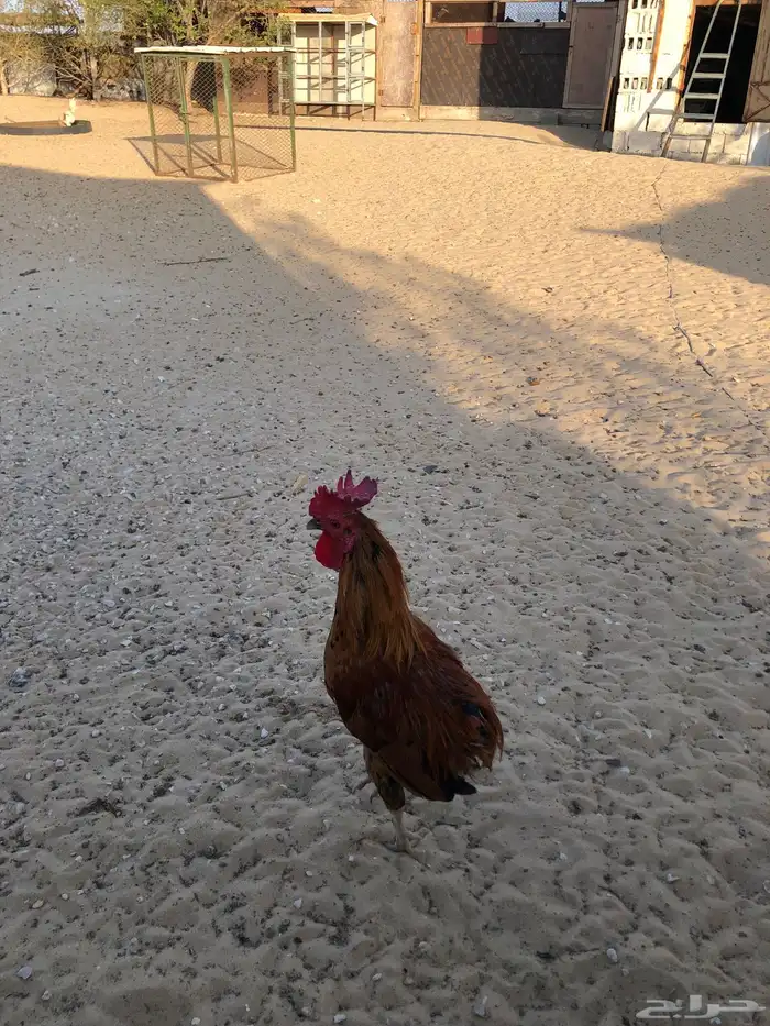 يك بلدي 1