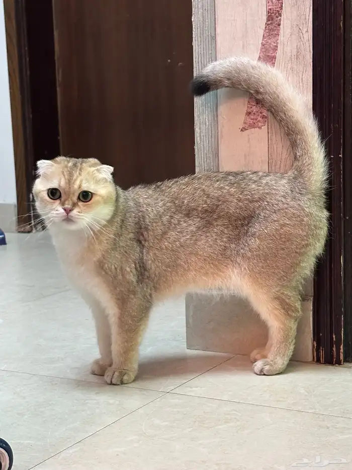 قطط سكوتش فولد 1