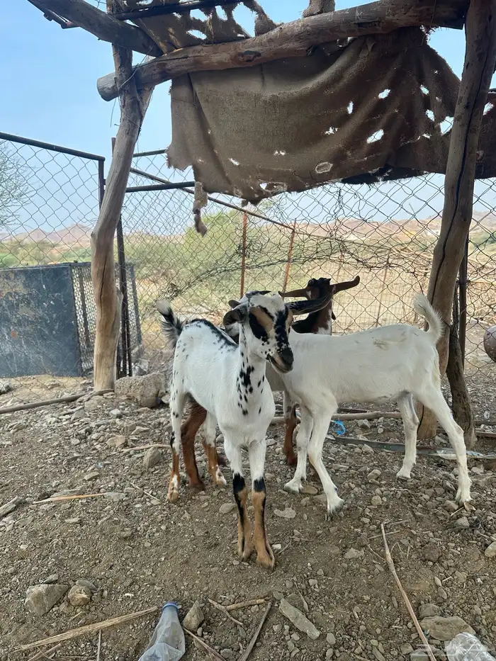 ذبايح للبيع 1