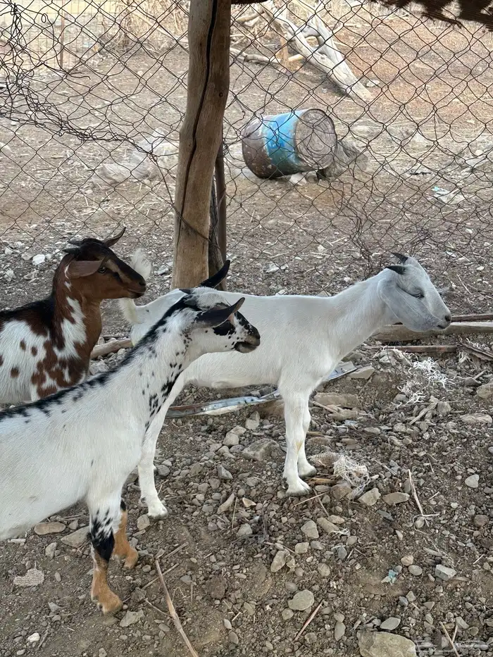 ذبايح للبيع 0