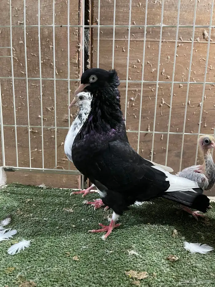 حمام عساس 1