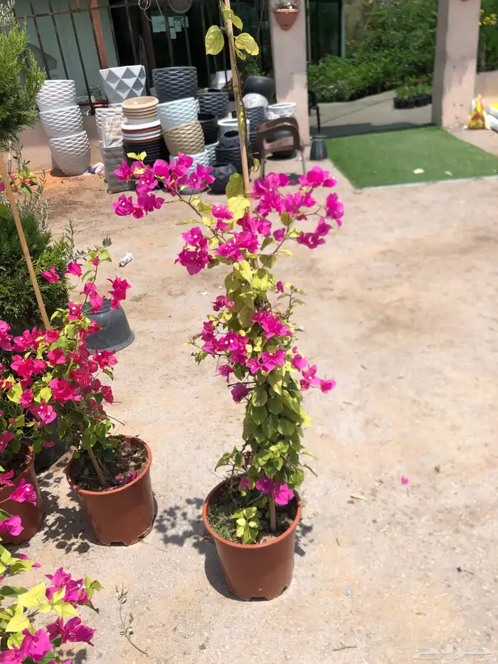 تنسيق الحدائق المنزلية 33